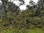 Storm damage fallen trees